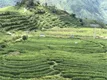 西藏林芝市大力发展茶产业助推脱贫攻坚