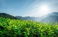 良法入民心护航茶叶产业更上层楼
