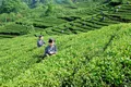 贵州在业存续茶企超三万家