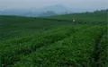 贵州黔南州前4月实现茶叶产值36亿元