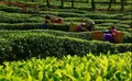 何青元：用科技引领和支撑云茶产业快速发展