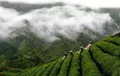 贵州茶产业发展显成效，一片茶叶富裕一方百姓！