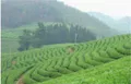 湖南省茶业协会专家来澧调研茶叶产业