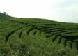 广东：信宜茶产业正积蓄“复兴力量”