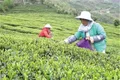 贵州六枝特区九层山5000亩夏茶开采