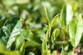 疫情对茶叶出口影响 靠大数据调整茶叶采购 龙井茶涨价