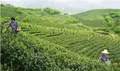 河南省信阳市场监管局坚持保护信阳茶产业发展