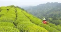 咸宁组织召开全市茶产业发展座谈会 为茶业发展“出点子”