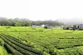 重庆秀山首届“空中茶博会” 6月12日举办