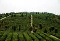 贵州印江：茶叶走新路 致富有门路