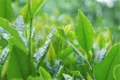 贵州都匀：坚持绿色发展实现茶产业“三变提三质”