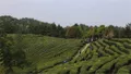 巴中市大力实施茶叶产业“双百”工程 实现综合产值55亿元