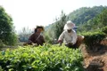 江城县立足茶产业优势，拓宽致富渠道！