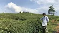 湖南临湘：小茶叶做出产业扶贫的大文章