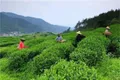 湖北窑淮镇着力实施茶叶产业增收计划