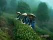 中国绿茶目前发展现状