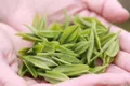 湖北省促进茶产业发展条例公开征求意见