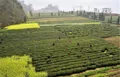 湖北：宜昌茶叶加工厂逾1200家 年产值亿元以上企业达13家