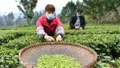 2020年下半年已来：迎接茶叶销售旺季，你准备好了吗？