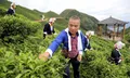 贺州市平桂区茶产业助茶农脱贫致富