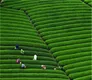 中国茶叶曾制霸全球，为何如今1%的市场都不到？