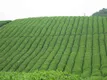 安顺市在第十届“中绿杯”名优绿茶评选中获22个奖项