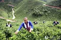 广西平桂茶产业助茶农脱贫致富