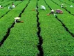 广西昭平：茶产业成为脱贫致富“绿色银行” 
