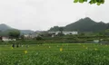 湖南吉首加快绿色农业发展 打造绿色农产品“新高地”