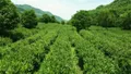 陕西：安康茶叶出口占全省94%