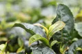 “云南思茅有机茶”产品质量追溯全覆盖