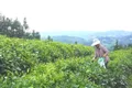 贵州普安：夏茶采摘忙，茶农增收乐