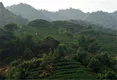 广西昭平：扶贫茶产业走出绿色发展致富路