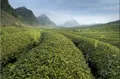 云南除了凤庆，这些地区也产红茶