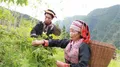植甜茶叶增收致富的广西平乐县大发瑶乡