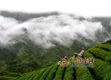 贵州茶叶出口大增