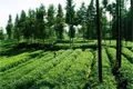 加快茶产业强省步伐 《贵州省茶产业发展条例（草案）》首次提请审议