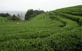 贵州铜仁：注重茶产业发展 助力脱贫攻坚