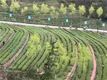 因茶致富 因茶兴业 陕西安康分行2亿贷款助力绿叶变“金叶”