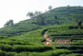 杭州加强西湖龙井茶数字化管理，茶也有身份证！