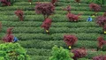 加快建设茶产业发展步伐，《贵州省茶产业发展条例（草案）》首次申请审议