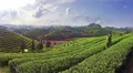 凤冈茶富民兴业享誉海外 打造贵州绿茶保护工程实施样板