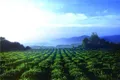 四川川茶产业前7月逆势增长