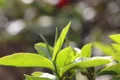 普洱茶投资分析：潜力无穷的古树茶为何成为个别茶企的催命符