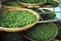 山东泰安：打造中国生态好茶品牌集聚地