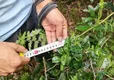 郴州市农科所：探寻野生茶叶资源，助推茶叶产业发展