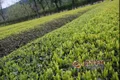 一种名优茶机采茶园的建立及管理方法（中国农业科学院茶叶研究所推介成果）