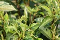 金秀发展茶产业带动脱贫