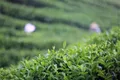 广西苍梧：“茶文章”撬动“茶经济”