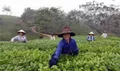 越南：富寿省努力为茶叶产品申请品牌认证